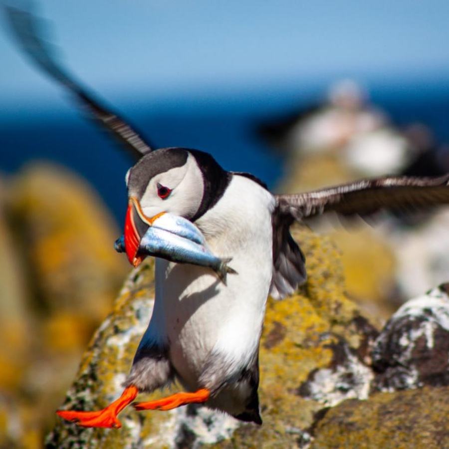 puffins family day trips north berwick east lothian scotland wildlife